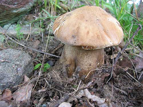 hríb dubový Boletus reticulatus Schaeff.