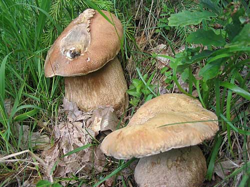 hríb dubový Boletus reticulatus Schaeff.