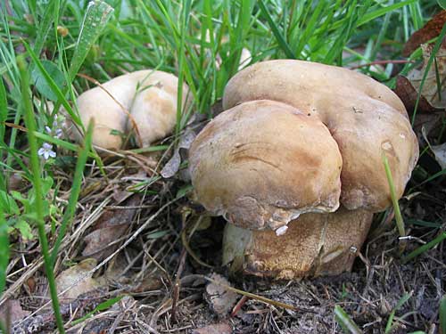 hríb dubový Boletus reticulatus Schaeff.