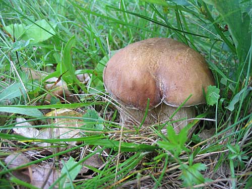 hríb dubový Boletus reticulatus Schaeff.