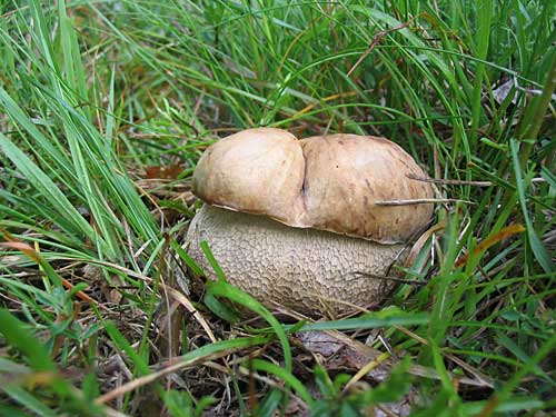hríb dubový Boletus reticulatus Schaeff.