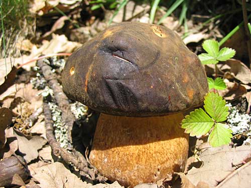 hríb bronzový Boletus aereus Bull. ex Fr.