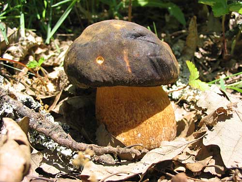 hríb bronzový Boletus aereus Bull. ex Fr.