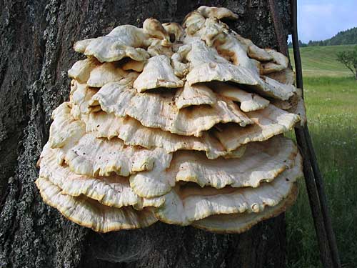 sírovec obyčajný Laetiporus sulphureus (Bull.) Murrill