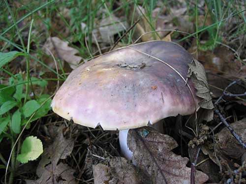 plávka modrastá Russula cyanoxantha (Schaeff.) Fr.