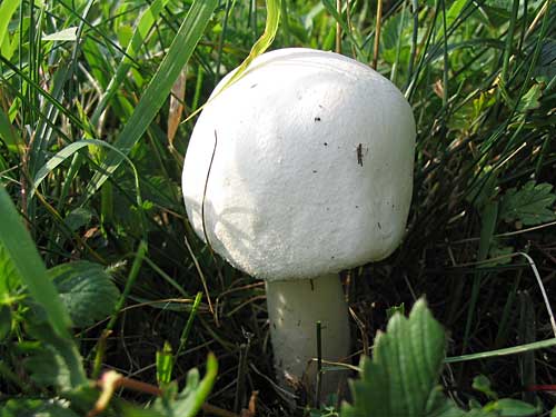 pečiarka páchnuca Agaricus xanthodermus Genev.
