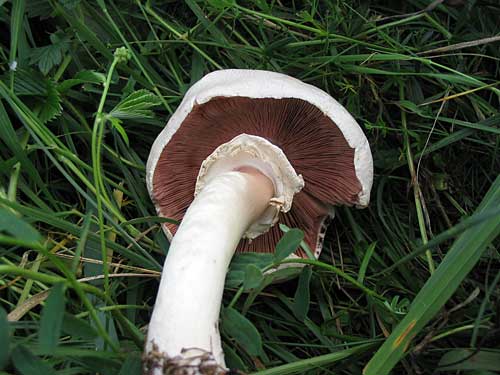 pečiarka páchnuca Agaricus xanthodermus Genev.