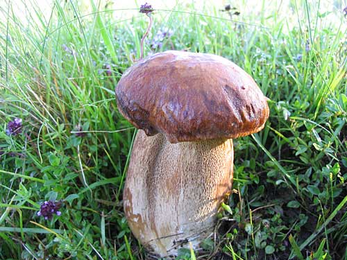 hríb dubový Boletus reticulatus Schaeff.