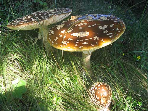 muchotrávka tigrovaná jedľová Amanita abietum E.-J. Gilbert