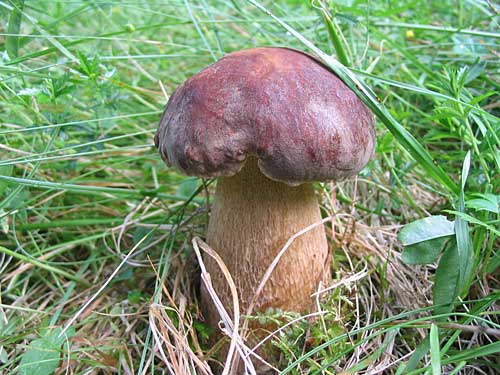 hríb dubový Boletus reticulatus Schaeff.