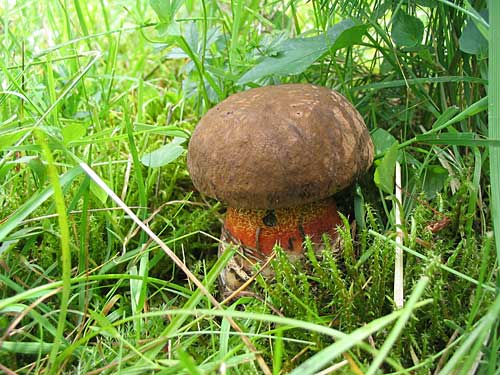 hríb zrnitohlúbikový Neoboletus luridiformis (Rostk.) G. Wu & Zhu L. Yang