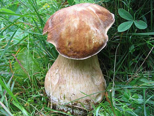 hríb dubový Boletus reticulatus Schaeff.