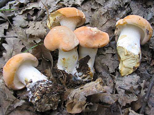 jelenka poprehýbaná Hydnum repandum L.
