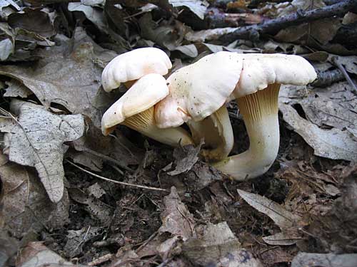 kuriatko jedlé Cantharellus cibarius Fr.