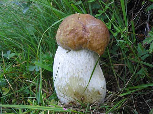 hríb smrekový Boletus edulis Bull.