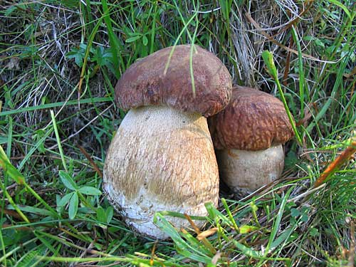 hríb dubový Boletus reticulatus Schaeff.