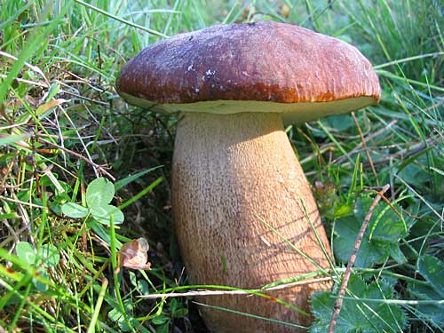 hríb dubový Boletus reticulatus Schaeff.