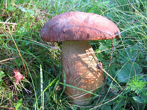 hríb dubový Boletus reticulatus Schaeff.