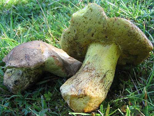 hríb horský?? Boletus subappendiculatus??