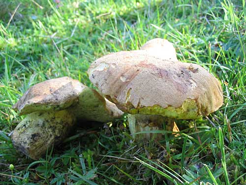 hríb horský?? Boletus subappendiculatus??