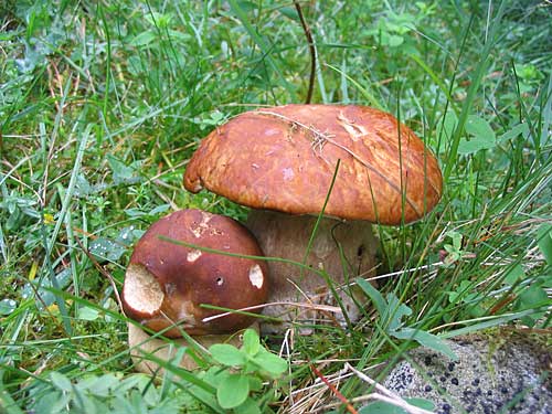 hríb dubový Boletus reticulatus Schaeff.