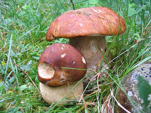hríb dubový Boletus reticulatus Schaeff.
