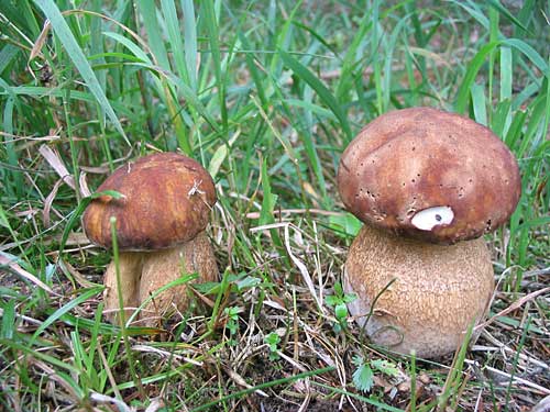 hríb dubový Boletus reticulatus Schaeff.