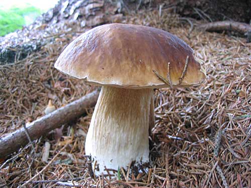 hríb smrekový Boletus edulis Bull.