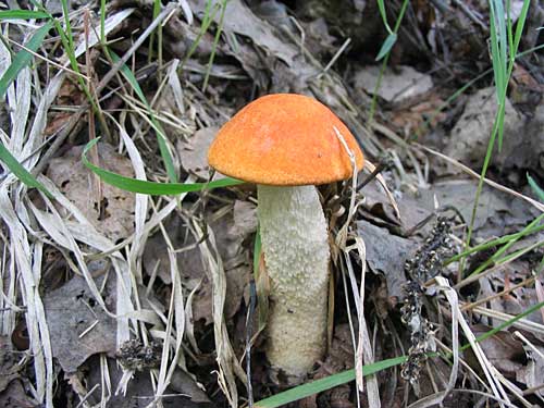 kozák osikový Leccinum albostipitatum den Bakker & Noordel.