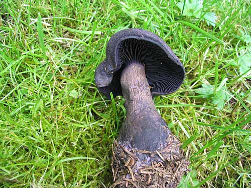pavučinovec hercýnsky Cortinarius hercynicus (Pers.) M.M. Moser