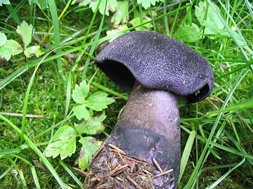 pavučinovec Cortinarius sp.
