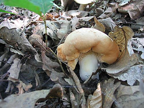 jelenka poprehýbaná Hydnum repandum L.