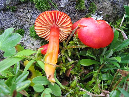 lúčnica Hygrocybe sp.