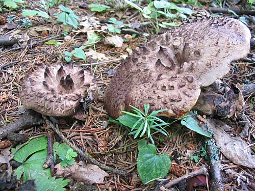 jelenkovec škridlicovitý Sarcodon imbricatus (L.) P. Karst.