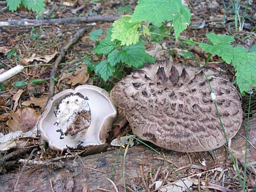 jelenkovec škridlicovitý Sarcodon imbricatus (L.) P. Karst.
