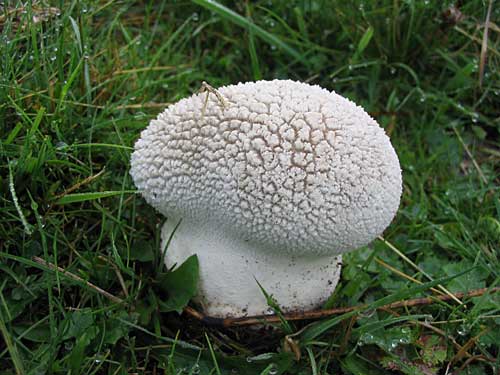 rozpadavec dlabaný Lycoperdon utriforme Bull.