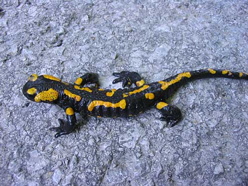 salamandra škvrnitá