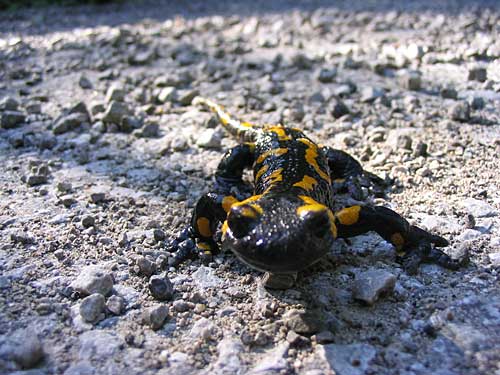 salamandra škvrnitá