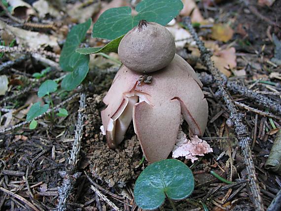 hviezdovka červenkastá Geastrum rufescens Pers.