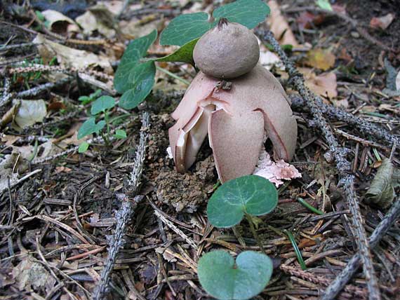 hviezdovka červenkastá?? Geastrum rufescens??