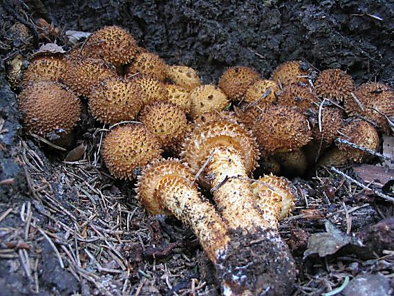 šupinovka šupinatá Pholiota squarrosa (Vahl) P. Kumm.