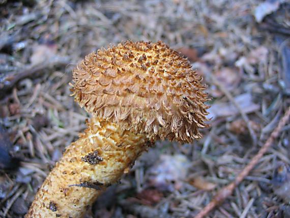 šupinovka šupinatá Pholiota squarrosa (Vahl) P. Kumm.