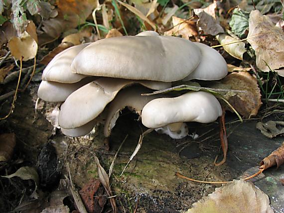 hliva ustricovitá Pleurotus ostreatus (Jacq.) P. Kumm.