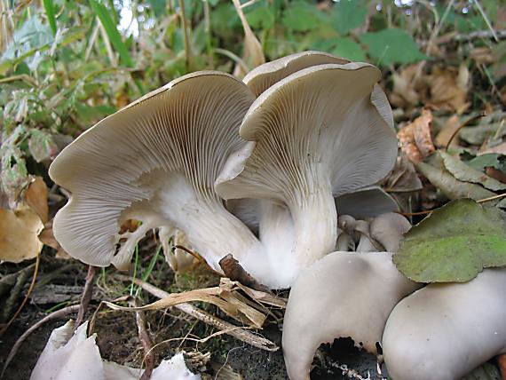hliva ustricovitá Pleurotus ostreatus (Jacq.) P. Kumm.