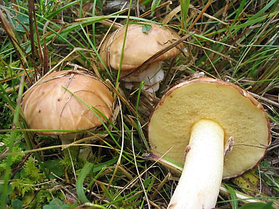 masliak zrnitý Suillus granulatus (L.) Roussel