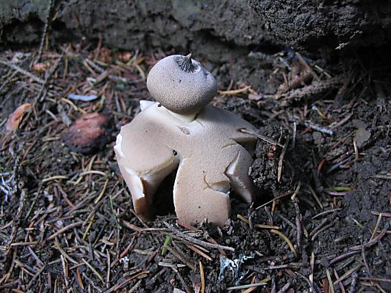 hviezdovka červenkastá-pravdepodobne Geastrum rufescens Pers.