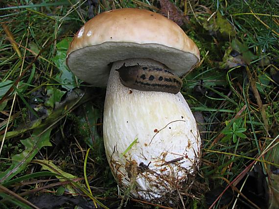 hríb smrekový Boletus edulis Bull.