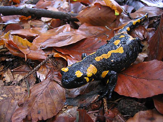 salamandra škvrnitá