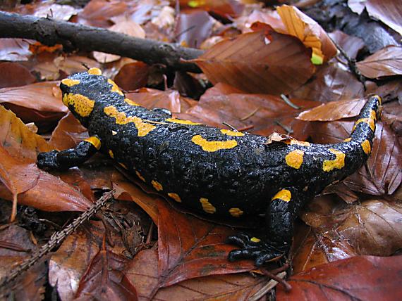 salamandra škvrnitá