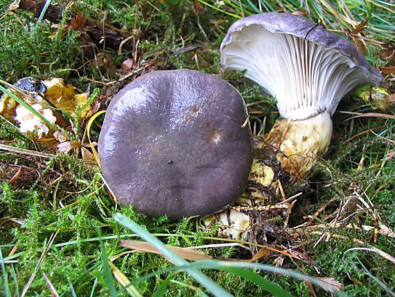 sliziak mazlavý Gomphidius glutinosus (Schaeff.) Fr.